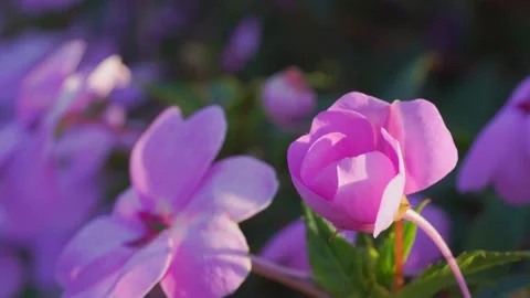 Close up macro shot of vibrant pink impatiens flowers blooming in a garden... Stock Footage 331061428