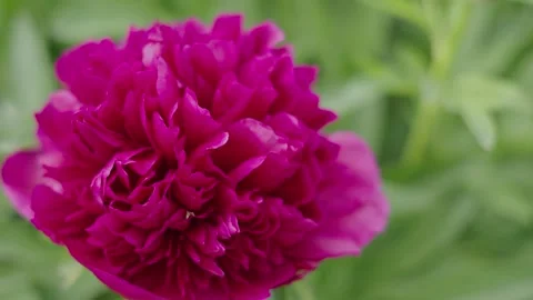 Close-up Macro Shot of a Vibrant Pink Peony Flower in Lush Garden Stock Footage 333717948