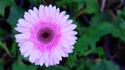Close-up macro shot of a vibrant pink Gerbera daisy flower blooming in a garden  Stock Footage 340849880