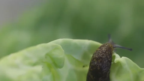 Close-up macro shot video of a common Gray Field Slug Stock Footage 233675951