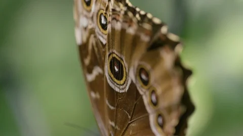 Close up macro shot of wings of Morpho butterfly, ventral view, Costa Rica Vidéo 123721418