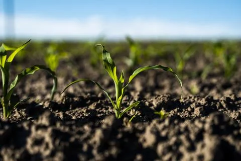 Close up macro shot of young corn sprouts growing in a soil on agricultural Stock Photos