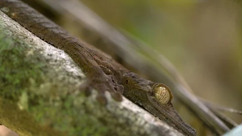 Close up macro shots of Giant leaf-tailed or flat tailed gecko Madagascar. Stock-Footage 101655632
