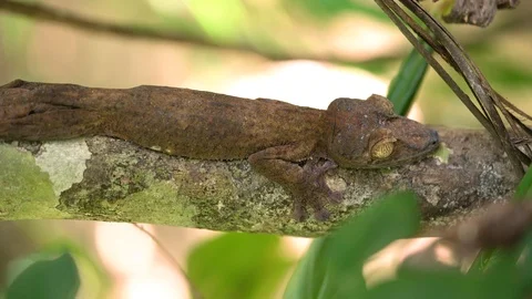 Close up macro shots of Giant leaf-tailed or flat tailed gecko Madagascar. 스톡 동영상 101656880