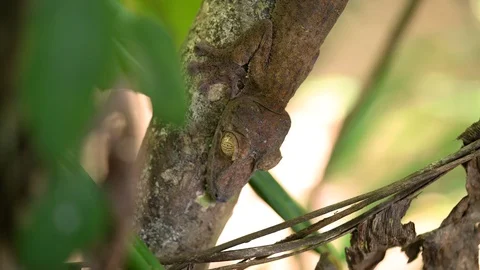 Close up macro shots of Giant leaf-tailed or flat tailed gecko Madagascar. 库存影片 101658442