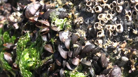 Close up macro shows clustered shellfish and barnacles attached on wet rocky Stock Footage 339395673