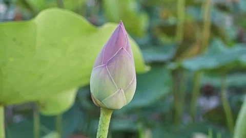Close-up macro of a single pink lotus bud on a green leaf background. Stock Footage 347998725