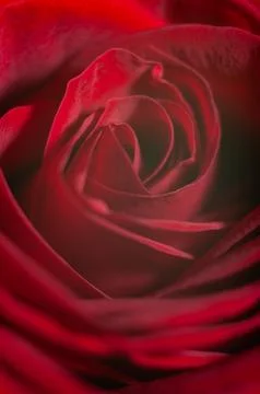 Close-up macro of a single red rose Stock Photos
