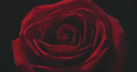 Close-up macro of single Rose on black background with beautiful lighting effect Видео 123763164