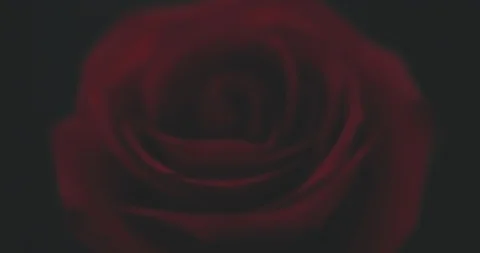Close-up macro of single Rose on black background with beautiful lighting effect Stock Footage 123763389