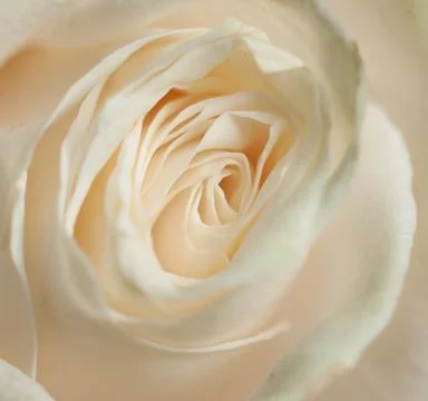 Close-up macro of a single white rose Stock Photos