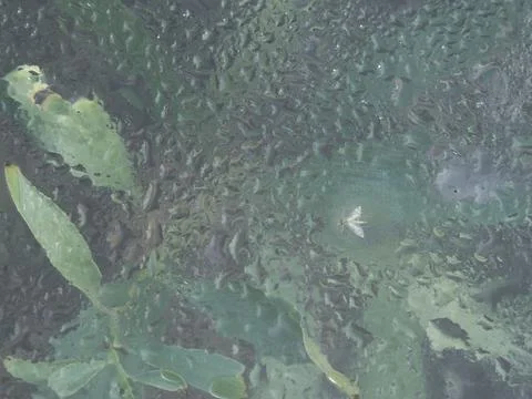 Close Up Macro of a Small White Moth Trapped in Water Droplet Over a Glass .. Foto stock