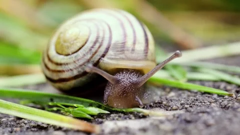 Close-Up Macro of Snail Exploring Outdoors. Stock Footage 331944910