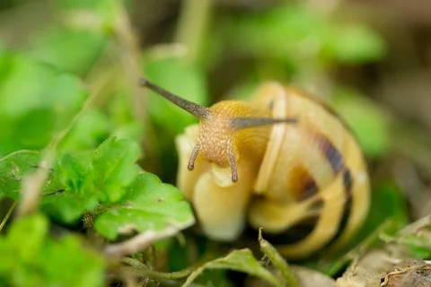 Close up macro of snail on green leafs Stock Photos