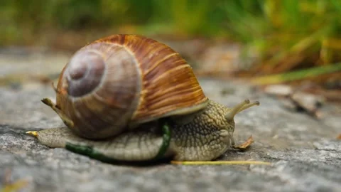 Close-up Macro Of Snail-Shelled Gastropod Over Rock. Stock Footage 284218179