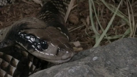 Close up macro of snake face - false water cobra Stock Footage 152867043
