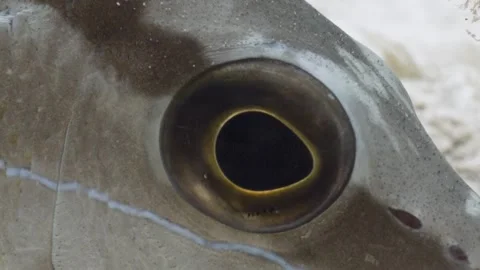 Close up Macro of a snapper fish eye Stock Footage 255985576