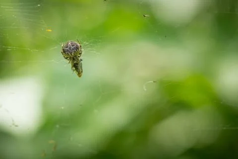Close up macro of spider on web with green blured background in forest Stock Photos