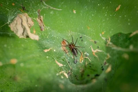 Close up macro of spider on web on green leaf in forest Stock Photos
