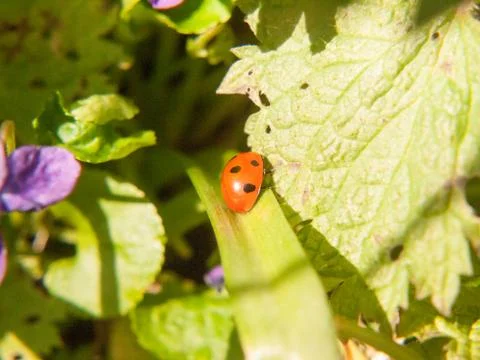 Close up macro spring of red 7 dotted ladybird on leaf eating Stock Photos