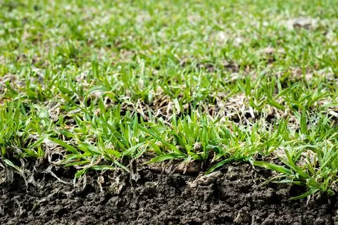 Close up, macro, spring wheat sprouts, slice of soil Stock Photos