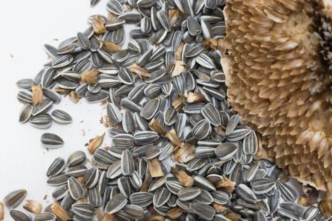 Close up macro sunflower seeds and head Stock Photos