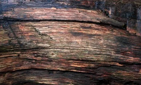 Close-up of the macro surface of an old cut tree Stock Photos