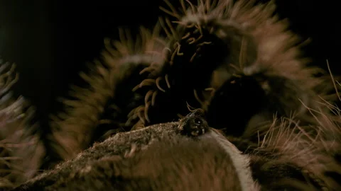 Close up macro of tarantula eyeballs Stock Footage 171139529