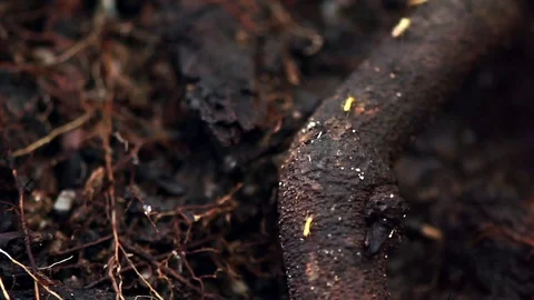 Close up macro termites Vídeo Stock 70468008