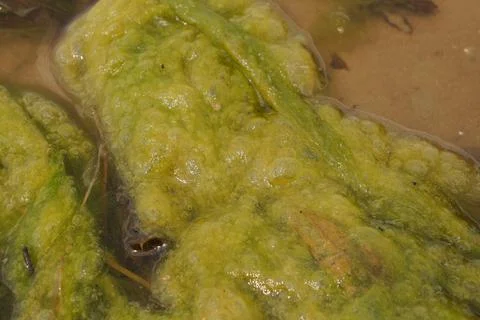 Close-up Macro Texture of Bright Green Algae Clump Floating in Murky Shallo.. Stock Photos