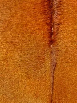 Close up macro texture of brown and white cowhide, detailed animal fur pattern Foto stock