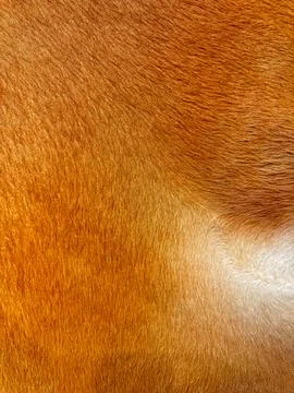 Close up macro texture of brown and white cowhide, detailed animal fur pattern Foto stock
