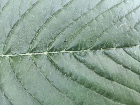 Close Up Macro Texture of Green Leaf Veins Stock Photos