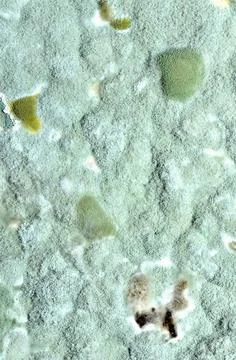 Close-up macro texture of green mold. Vertical photo. Stock Photos
