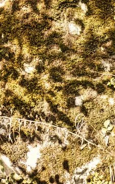 Close Up Macro Texture Of Green Moss Growing On Rock Surface With Natural Lig Stock Photos