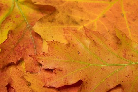Close Up Macro Texture of Orange and Red Autumn Oak Leaves Foto stock