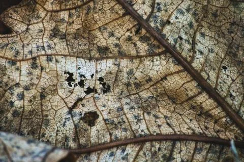 Close-up macro texture shot of dried leaf from a teak tree with autumn colors Stock Photos