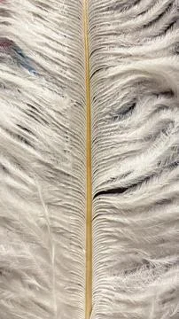 Close up macro texture of a symmetrical white ostrich feather with a centra.. Stock Photos