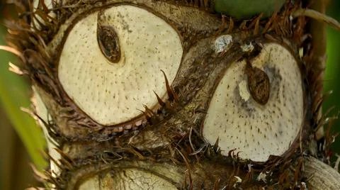 Close Up Macro Texture of Taro Plant Stem Trunk with Unique Eye Pattern 写真素材