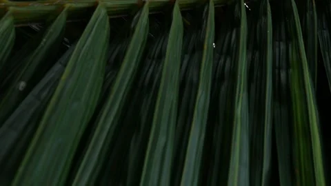 Close-up macro texture of tropical palm leaf surface 库存影片 336051867