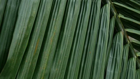 Close-up macro texture of tropical palm leaf surface Stock Footage 336052570