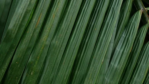 Close-up macro texture of tropical palm leaf surface Stock Footage 336052844