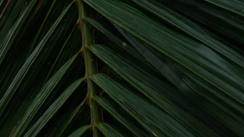 Close-up macro texture of tropical palm leaf surface Stock Footage 336316437