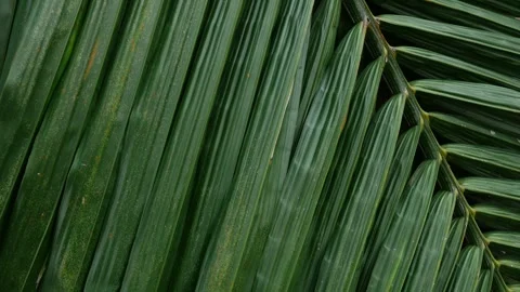 Close-up macro texture of tropical palm leaf surface Stock Footage 336316520
