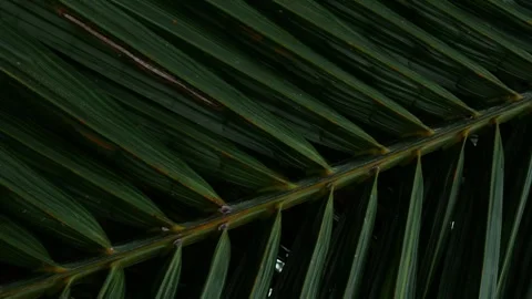 Close-up macro texture of tropical palm leaf surface Stock Footage 336435363