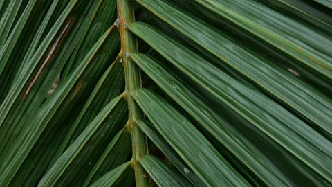 Close-up macro texture of tropical palm leaf surface Stock Footage 336435369