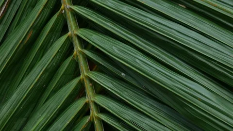 Close-up macro texture of tropical palm leaf surface Stock Footage 339071064