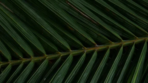 Close-up macro texture of tropical palm leaf surface Stock Footage 339071079