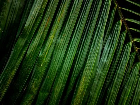 Close-up macro texture of tropical palm leaf surface with orange rust spots.. 스톡 사진