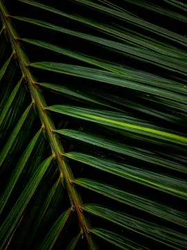Close-up macro texture of tropical palm leaf surface with orange rust spots.. Foto stock
